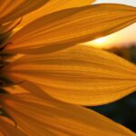 Close-up of a sunflower petal backlit by golden sunlight – symbolizing inner growth and self-love through therapy